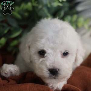 Tiny-Rudolph, Bichon Frise Puppy